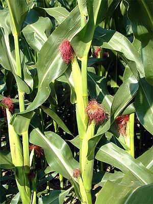 Maispflanzen (Zea mays subsp. mays)