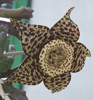 Aasblume (Orbea variegata)