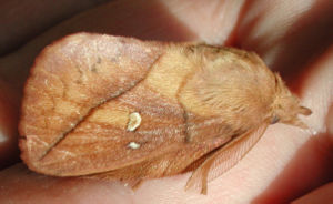 Grasglucke (Männchen) (Euthrix potatoria)