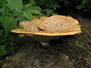 Schuppiger Porling, (Polyporus squamosus)