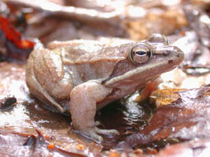 Waldfrosch (Rana sylvatica)