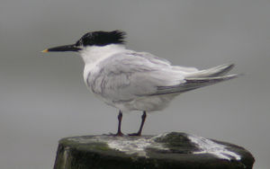 Brandseeschwalbe (Sterna sandvicensis)