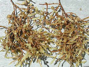 Golftang (Sargassum spec.)