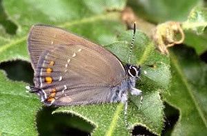 Brauner Eichen-Zipfelfalter (Satyrium ilicis)