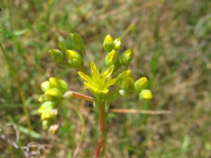 Blüte der Felsen-Fetthenne (Sedum rupestre)