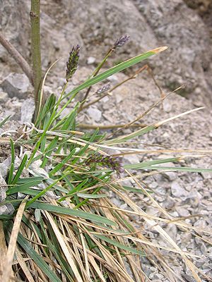 Kalk-Blaugras (Sesleria albicans)