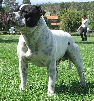 Staffordshire Bullterrier