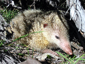 Großer Tenrek (Tenrec ecaudatus)