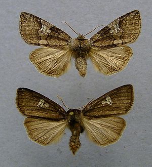 Pappel-Eulenspinner (Tethea or)