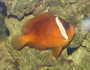 Weißbinden-Glühkohlen-Anemonenfisch, Männchen