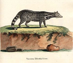 Indische Zibetkatze (Viverra zibetha), Zeichnung von Johann Christian Daniel von Schreber