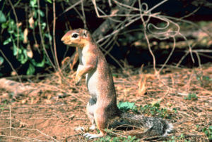 Schlichtborstenhörnchen (Xerus rutilus)