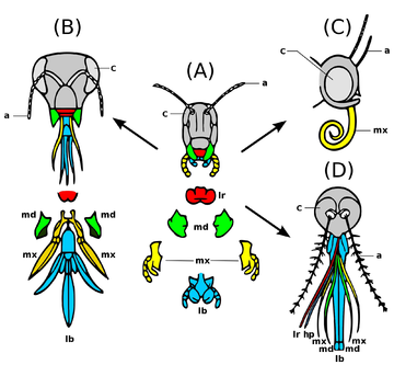 Evolution insect mouthparts coloured derivate.png