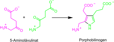 Reaktion von 5-Aminolävulinat zu Porphobilinogen