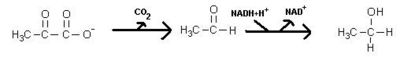Reaktionsschema der Umwandlung von Pyruvat in Ethanol über Acetaldehyd durch die Alkoholdehydrogenase