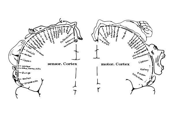 Aufteilung motorischer/sensorischer Cortex und Homunculi