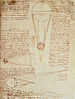 Codex de leicester.jpg