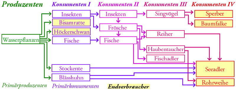Ökosystem See