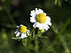 Chamomile flowers.jpg