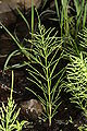 Equisetum arvense 9462.JPG