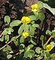 Portulaca oleracea-flowers.jpg