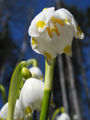 Leucojum vernum flower Apr2006.jpg