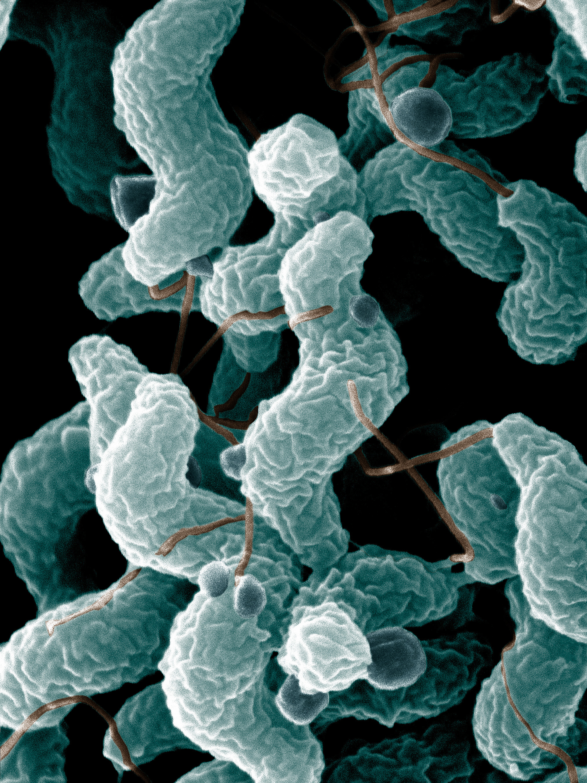 campylobacter-jejuni