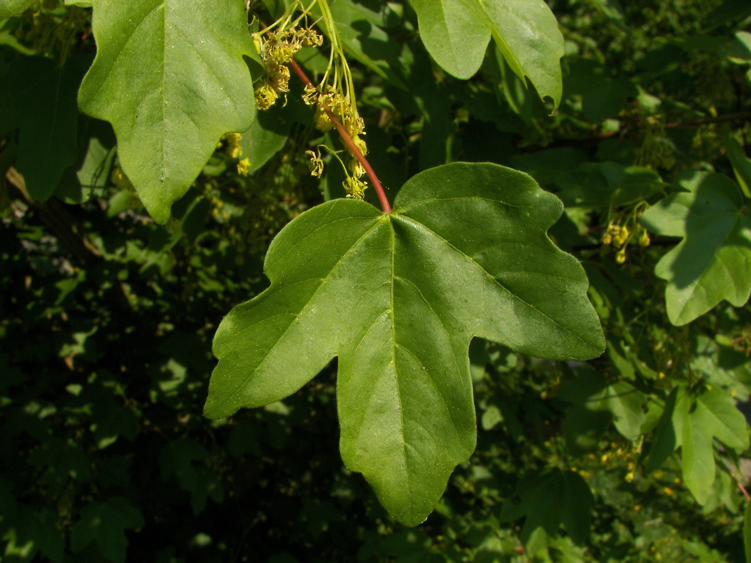 FeldAhorn