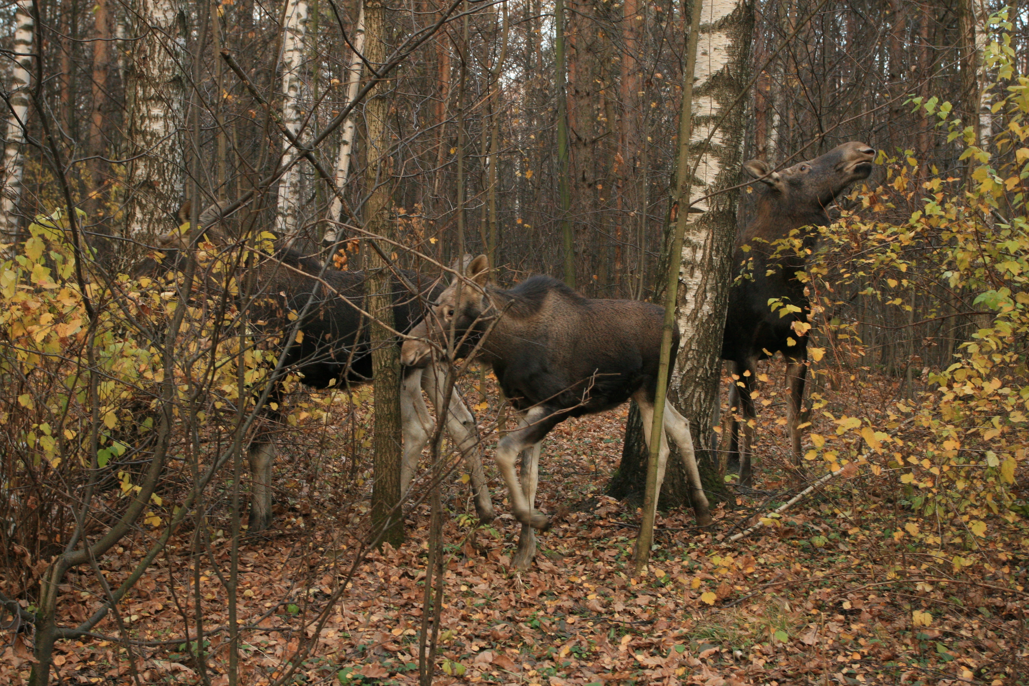 Лосиный Остров Лоси