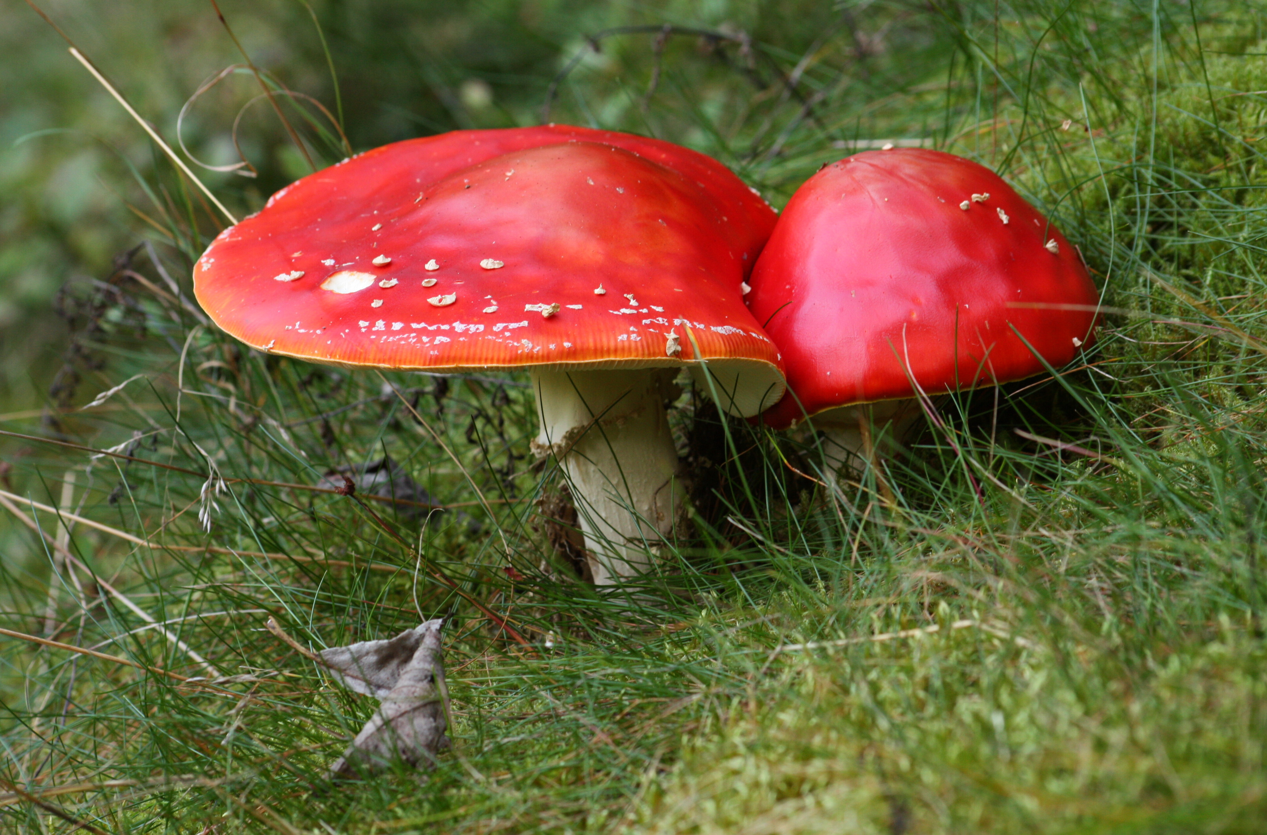 Fliegenpilz