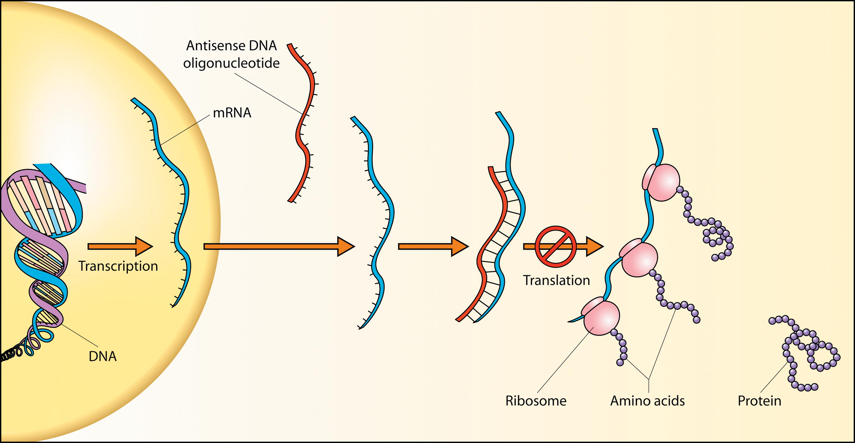 Antisense Dna