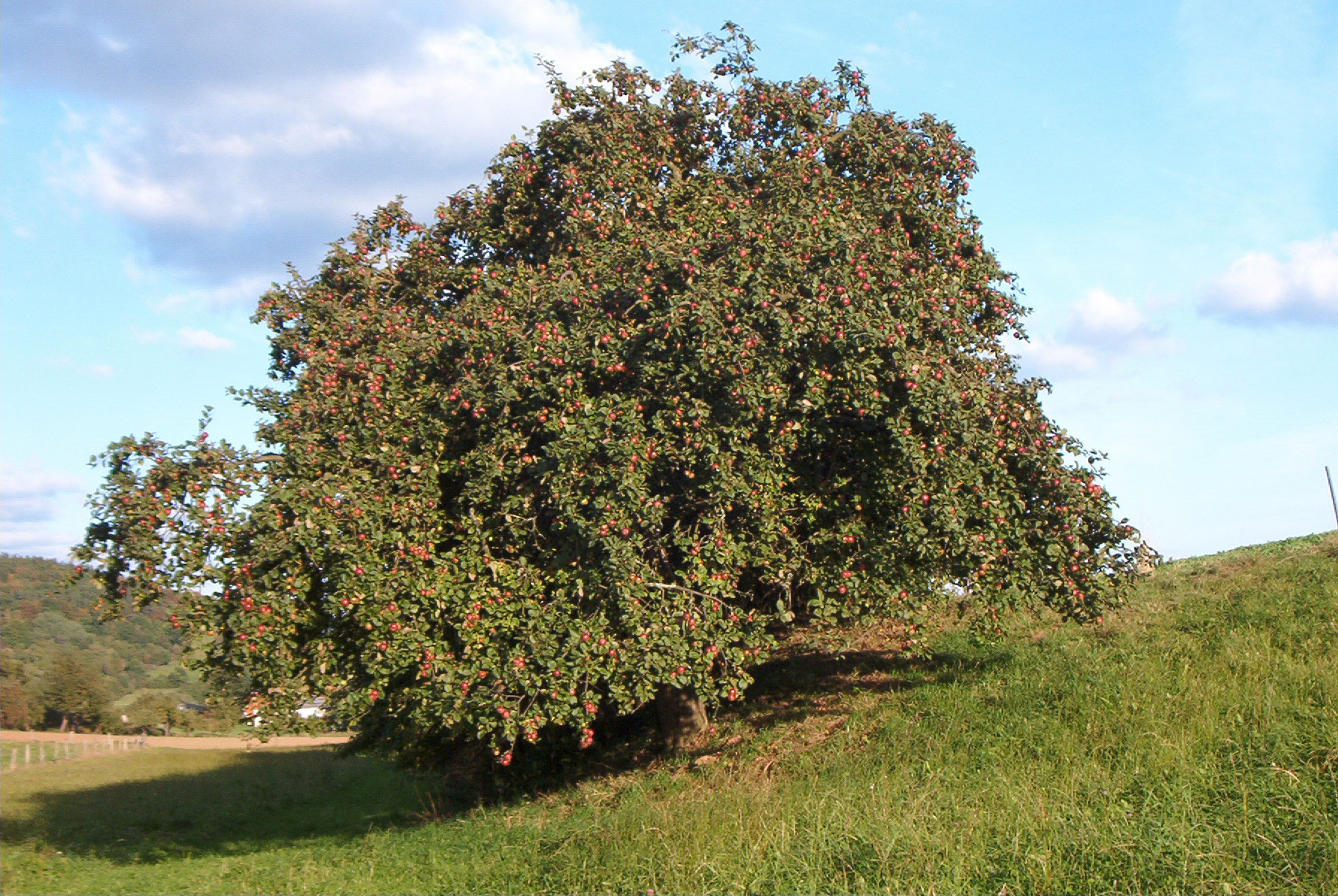 Niederstamm