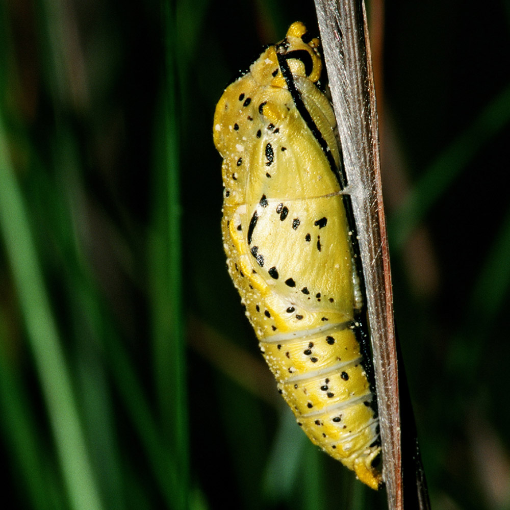 Puppe (Schmetterling)