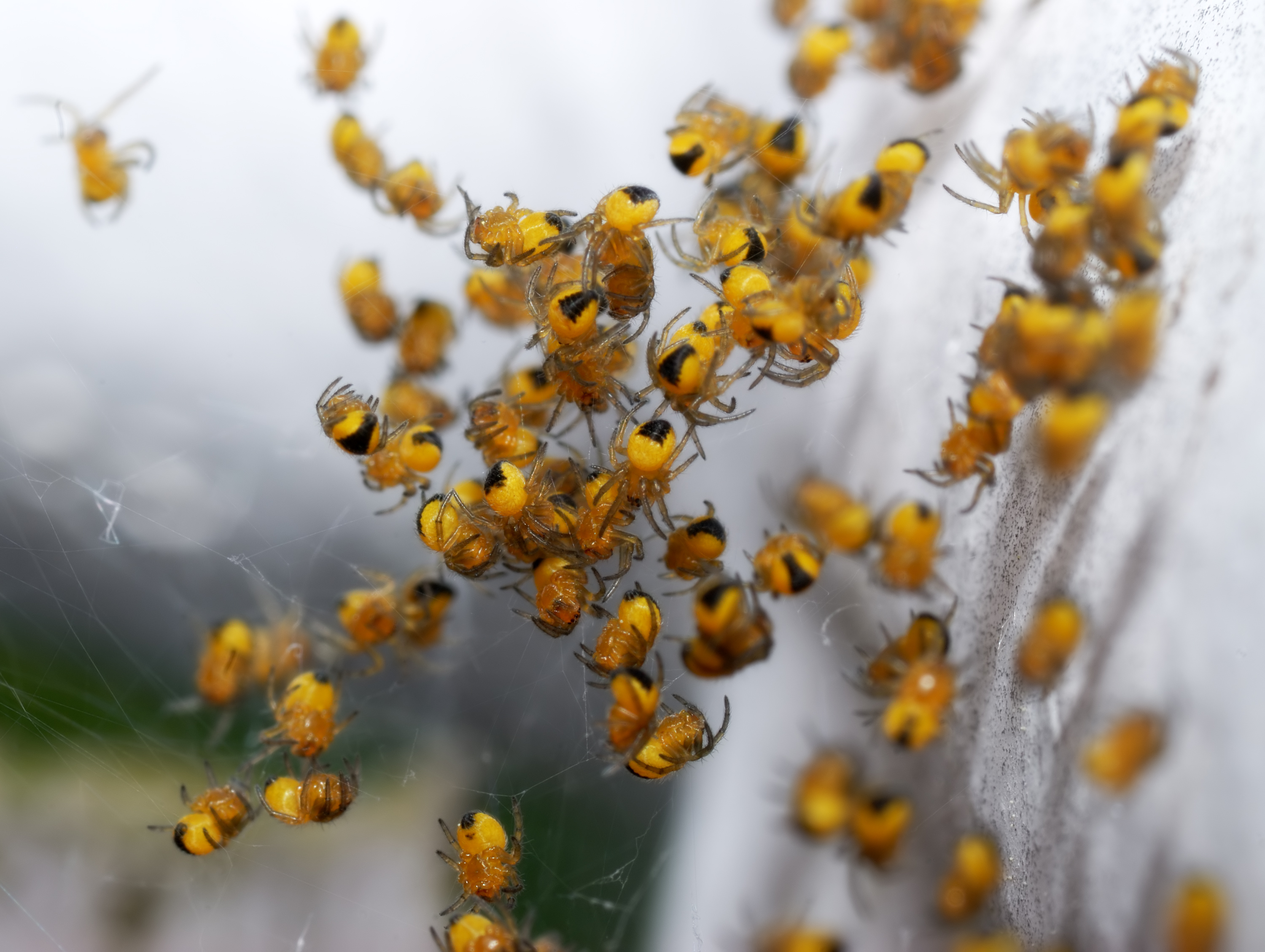 Gartenkreuzspinne