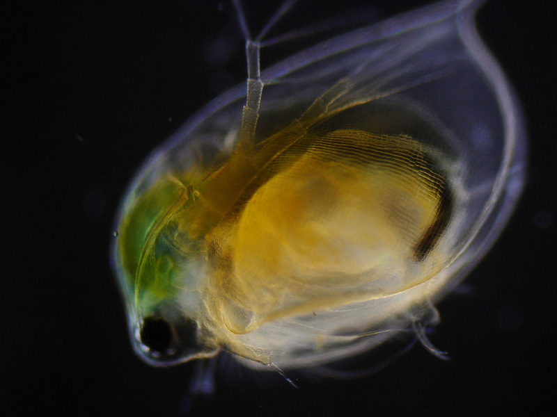 discussion of daphnia Daphnia lab report topics: hypothesis discussion after putting the daphnia in warm daphnia and additives lab purpose the purpose of this lab is to test. discussion of daphnia Daphnia lab report topics: hypothesis discussion after putting the daphnia in warm daphnia and additives lab purpose the purpose of this lab is to test.