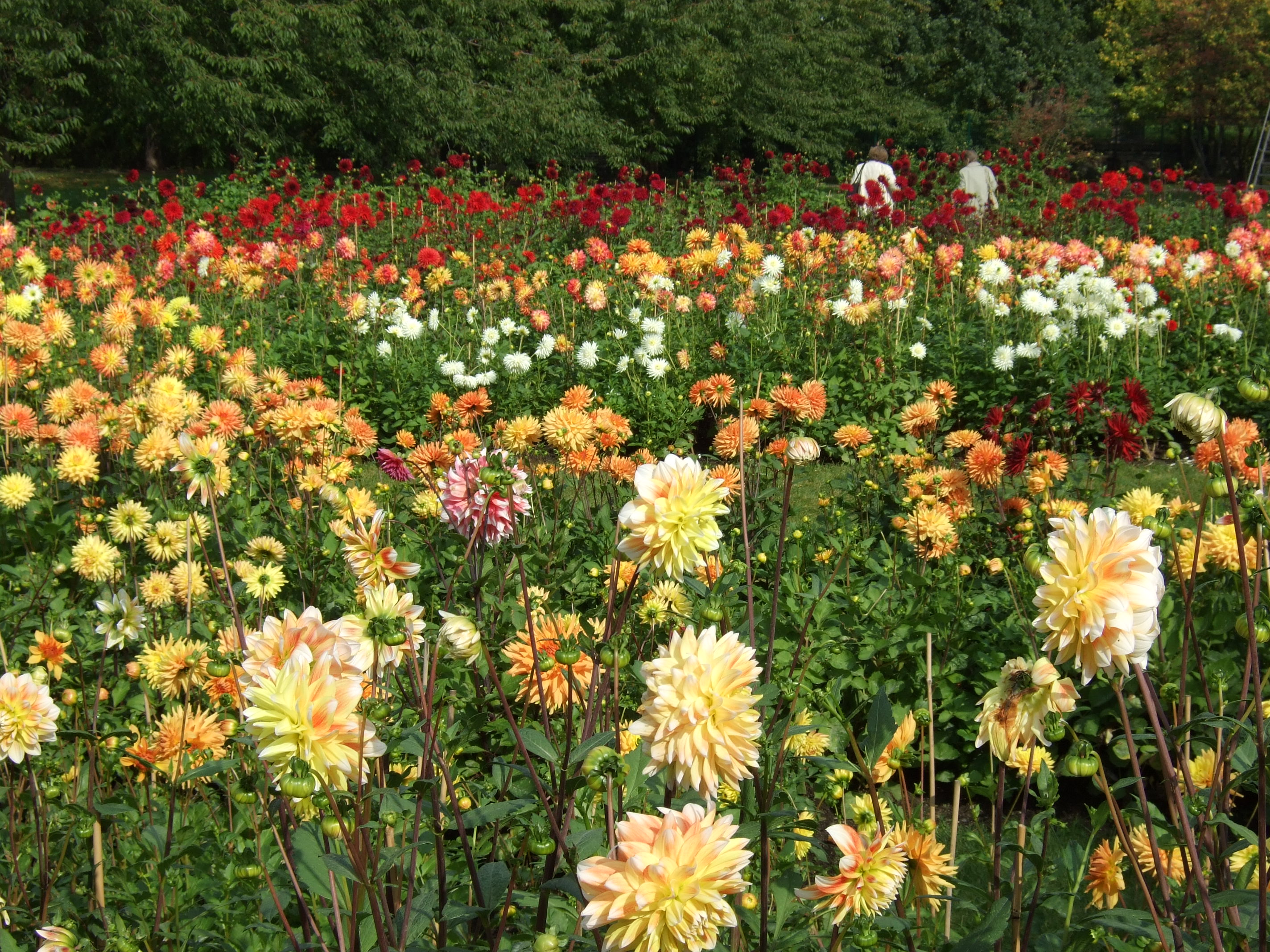 Britzer Garten