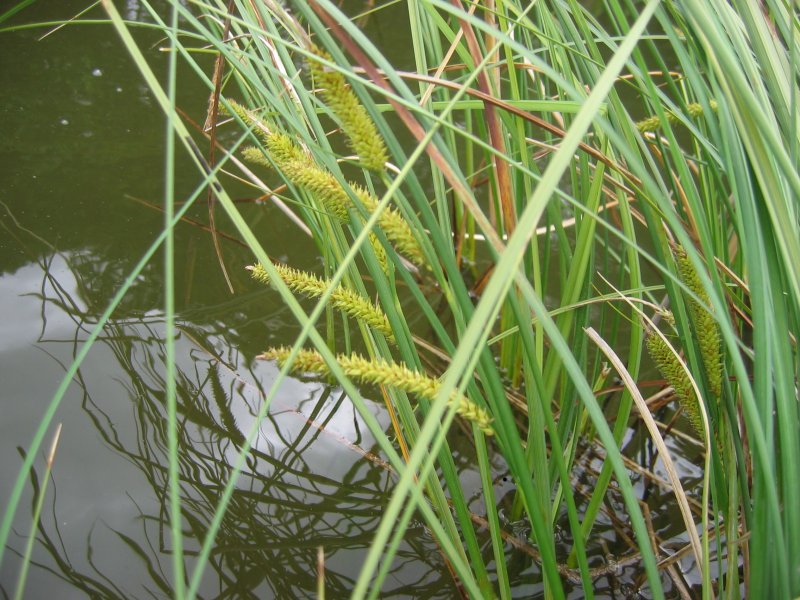 Les meilleures plantes pour le jardin des marais