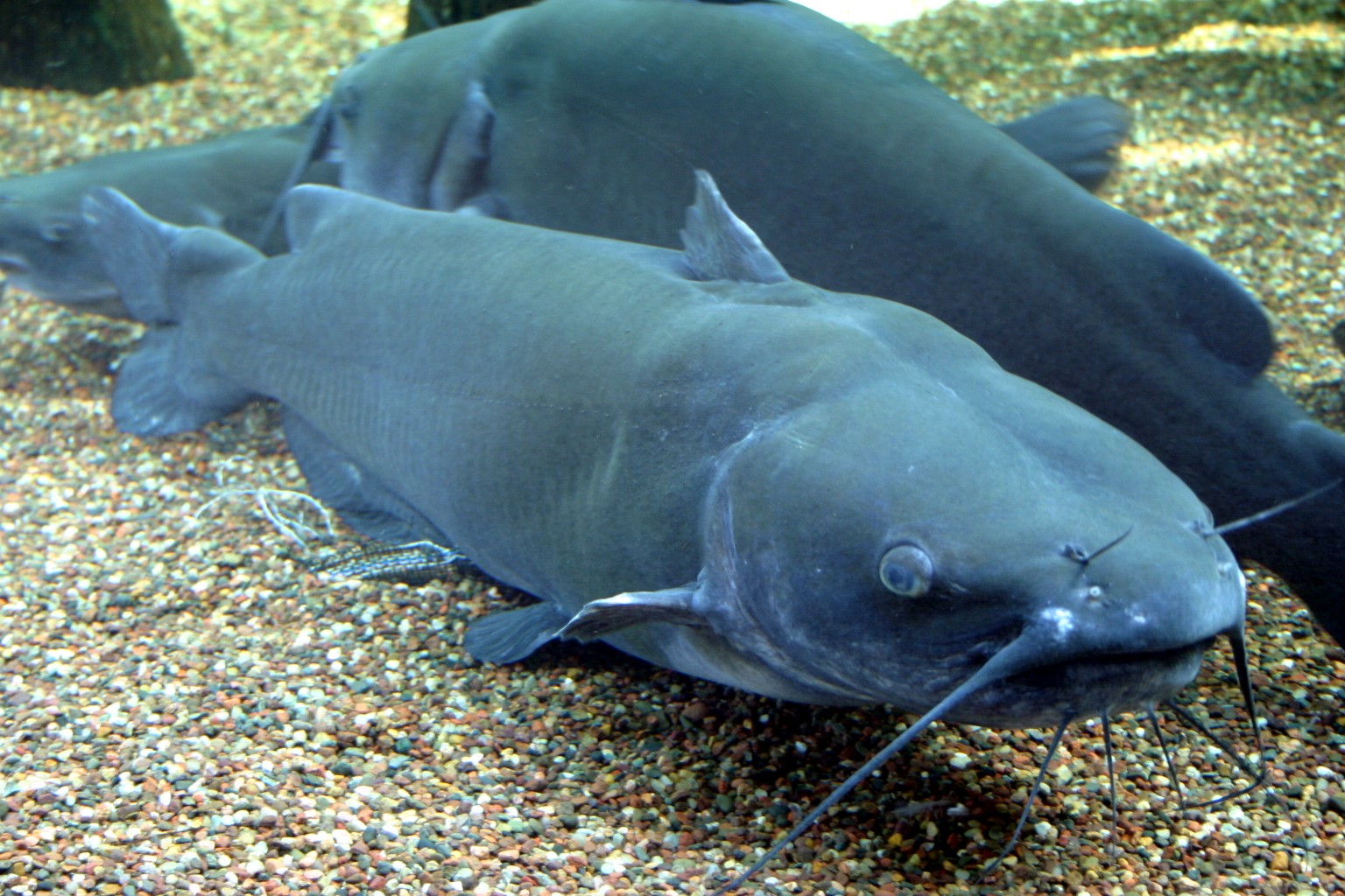 Katzenwelse