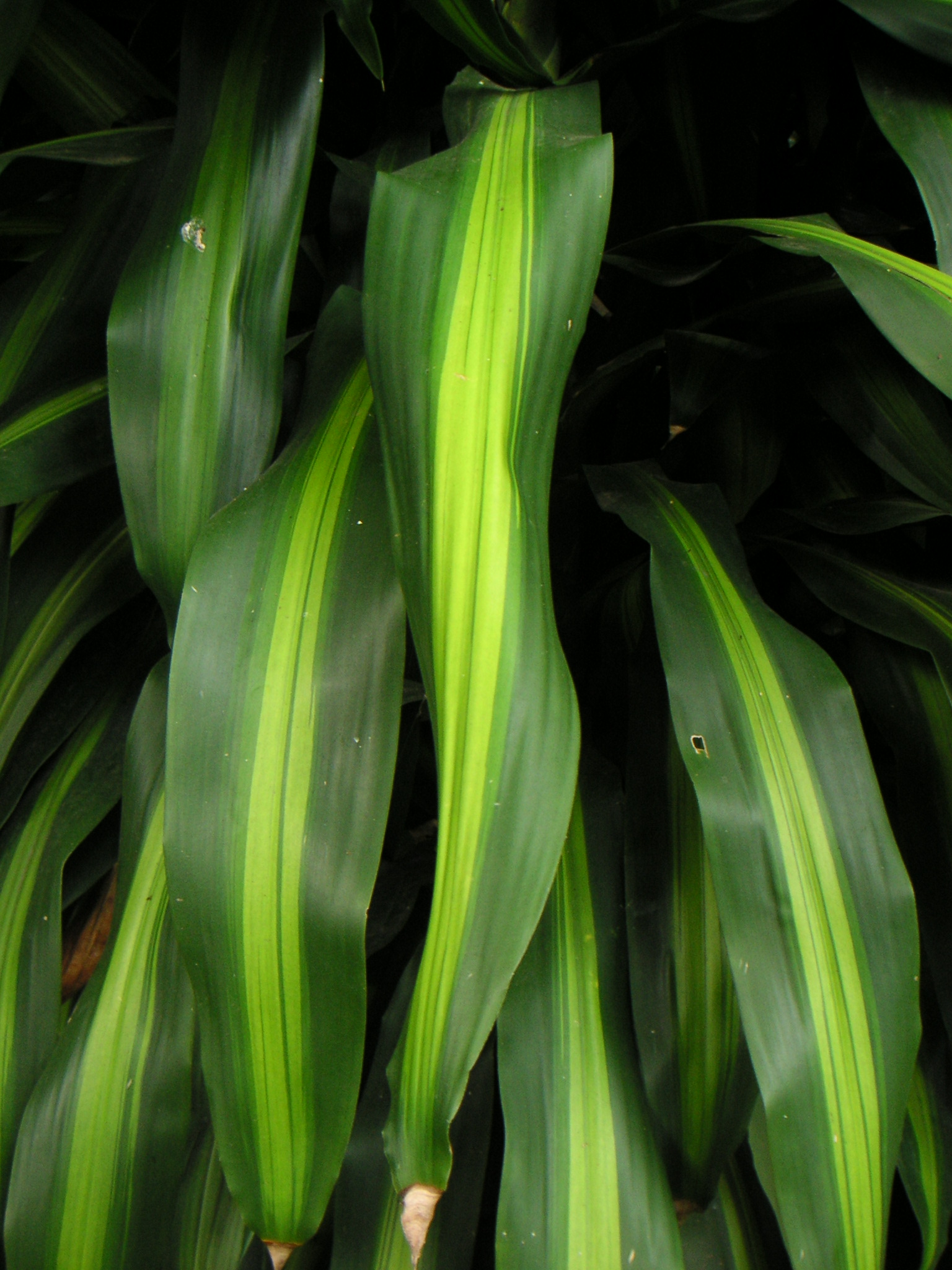 Drachenbaum Dracaena reflexa Zimmerpflanzen Pflege