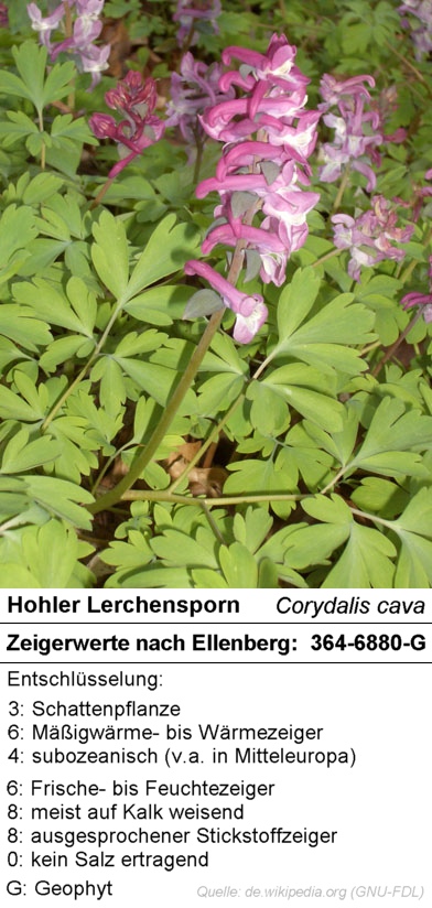 Zeigerwerte nach Ellenberg