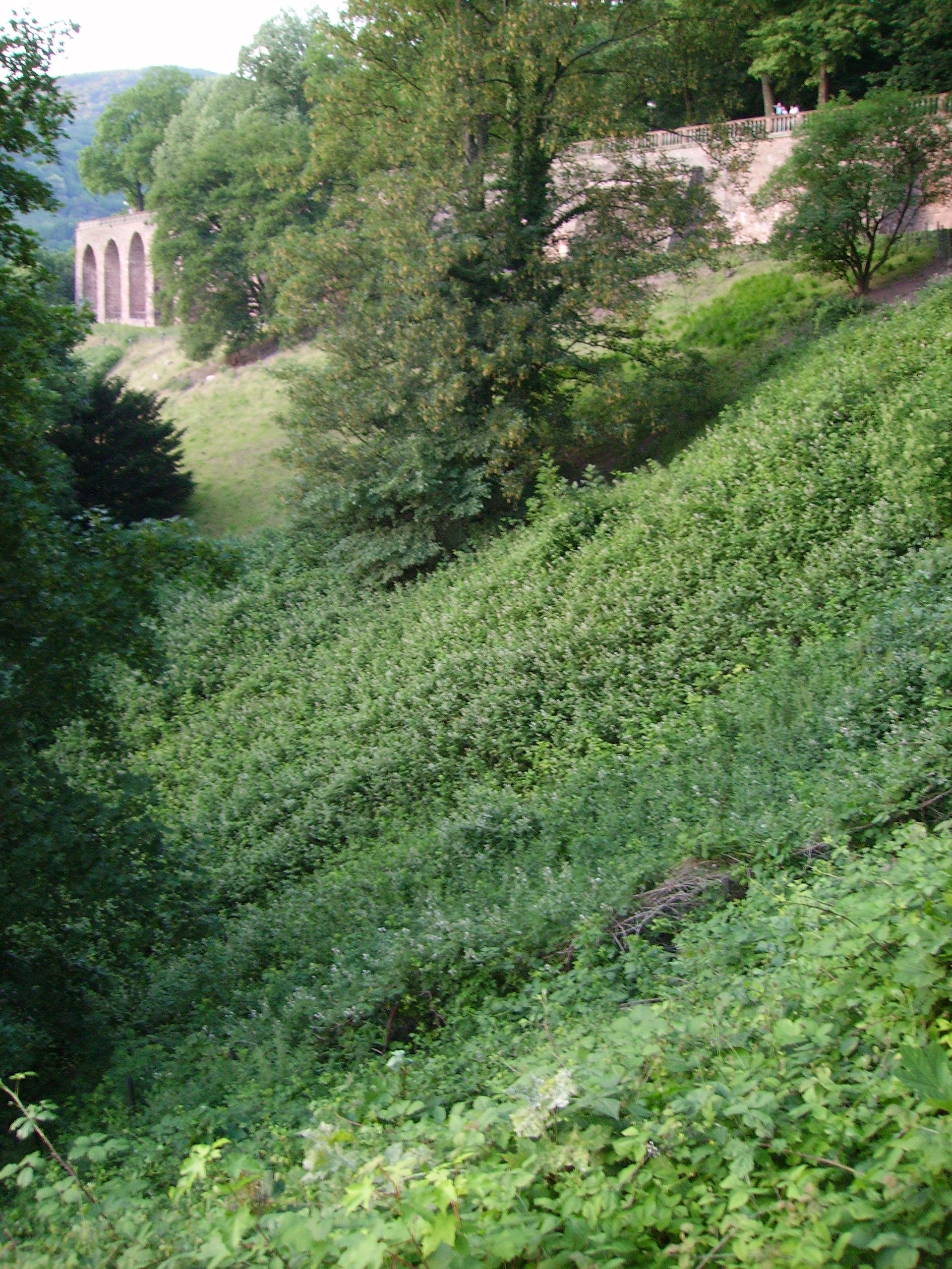 Die Gartenterrassen des Hortus Palatinus