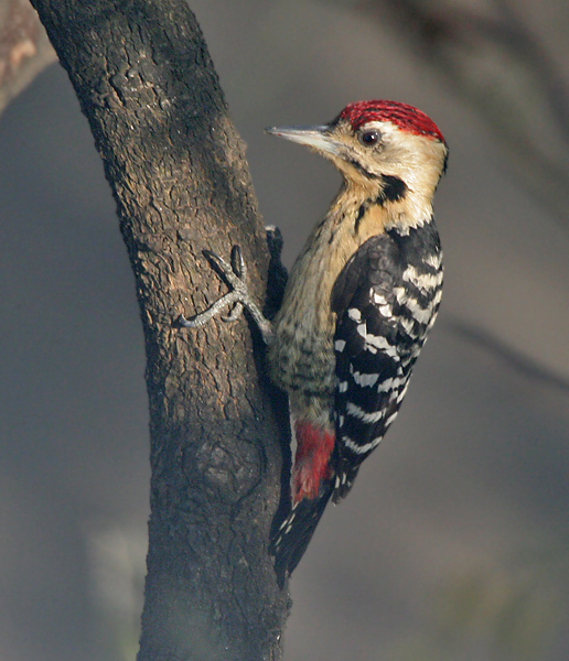 http://de.academic.ru/pictures/dewiki/70/Fulvous-breasted_Woodpecker_(Dendrocopos_macei)_at_Kolkata_I_IMG_3848.jpg