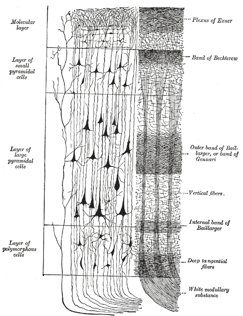 epilepsy complementary