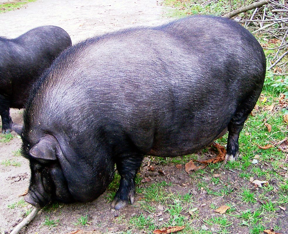 http://de.academic.ru/pictures/dewiki/72/Haengebauchschwein1.jpg
