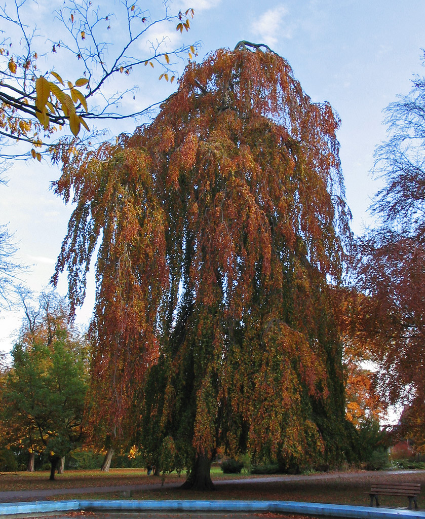 Buche Baum Auf Türkisch Buche Baum Auf Türkisch