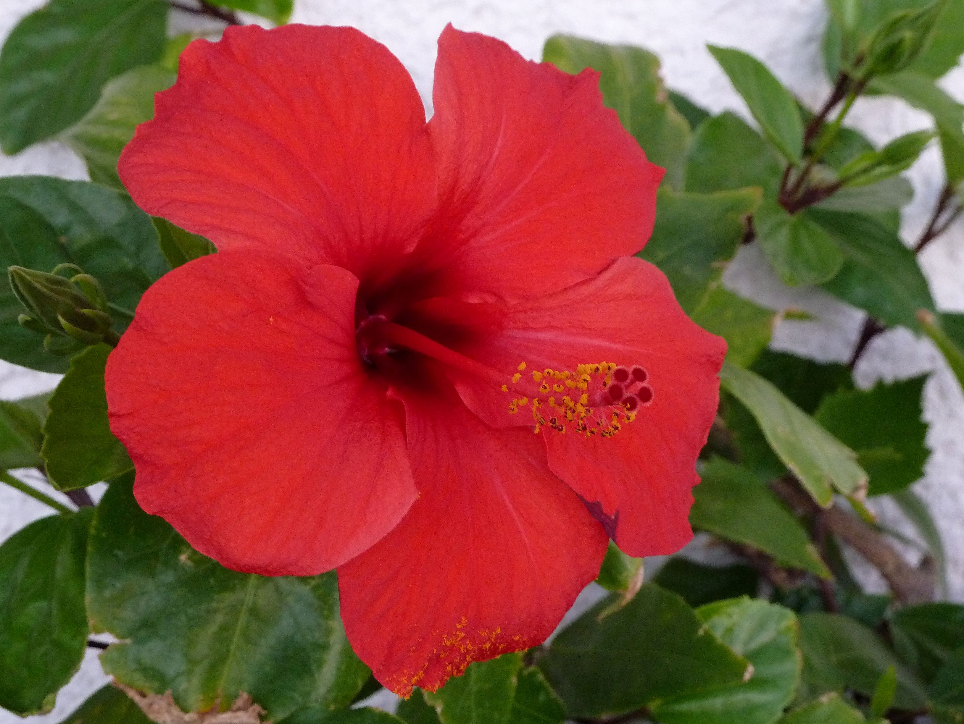 Hibiskus