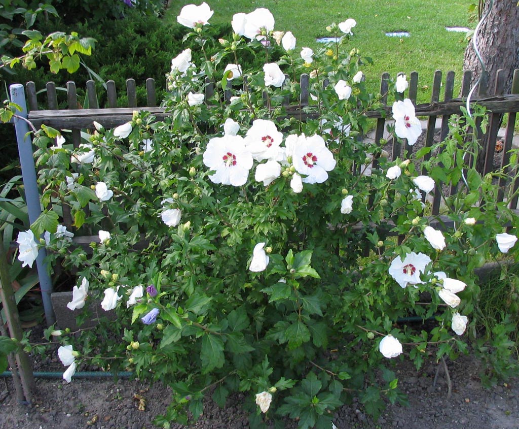 Hibiskus