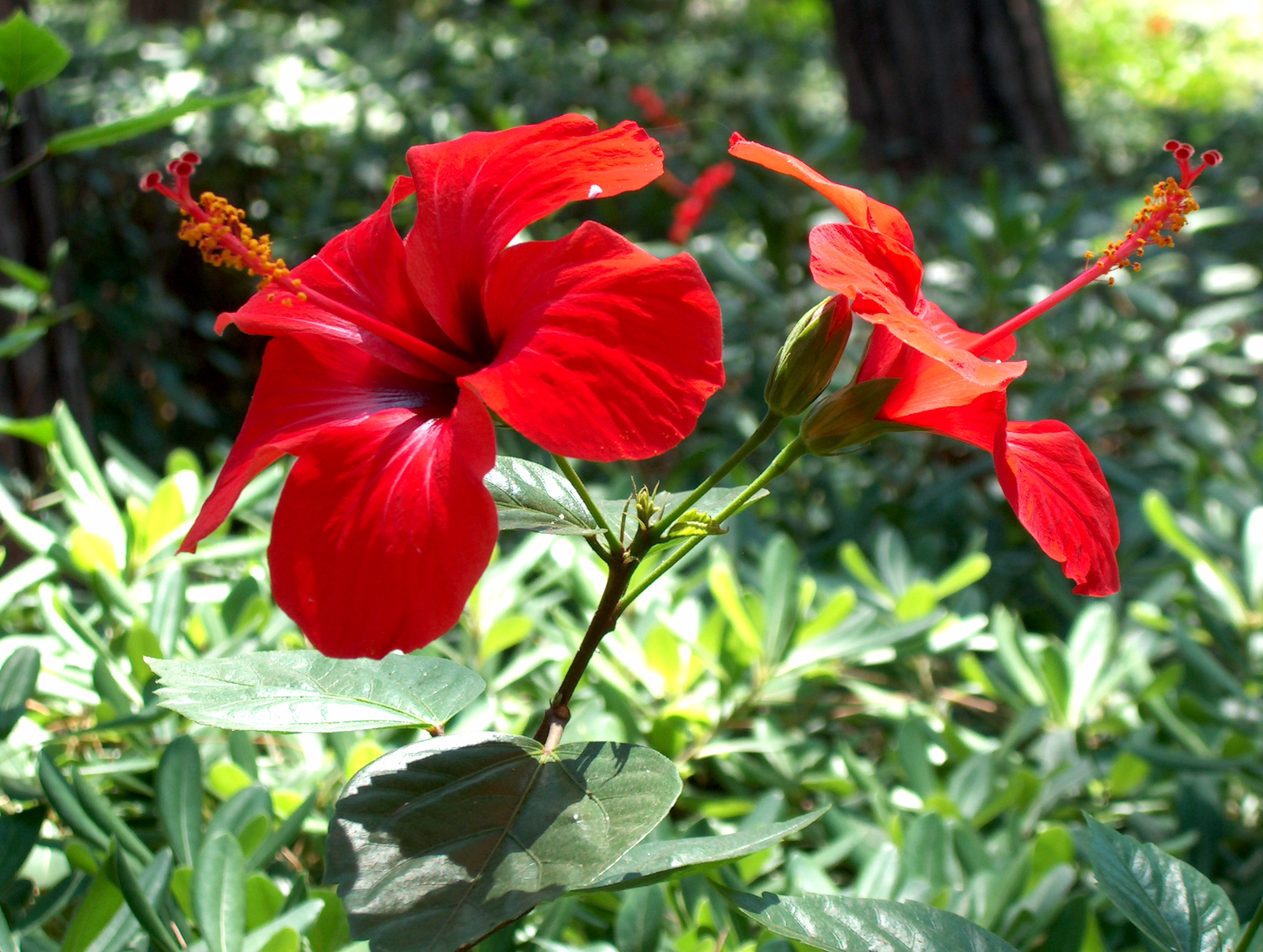 Chinesischer Roseneibisch