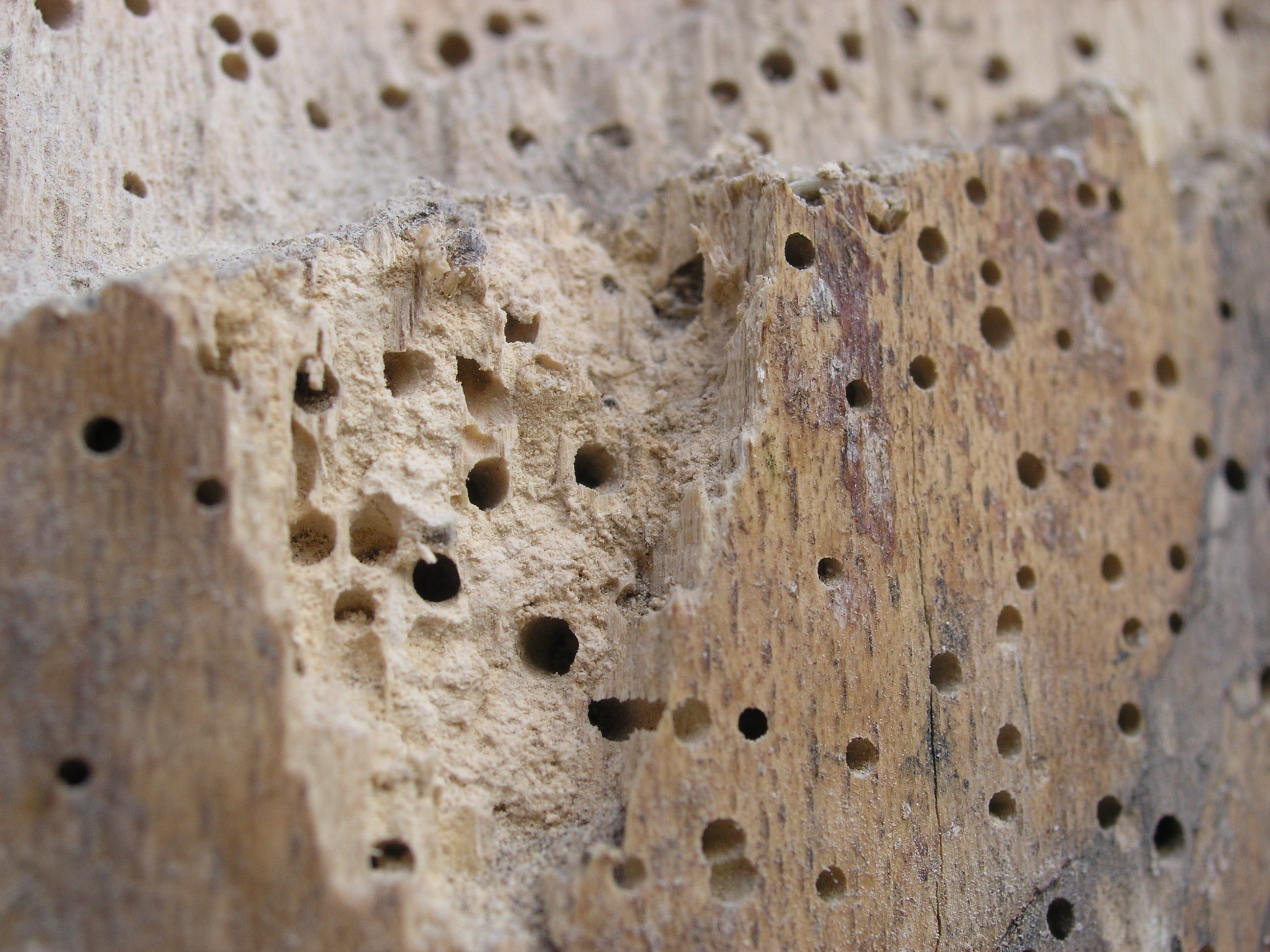 Gemeiner Holzwurm