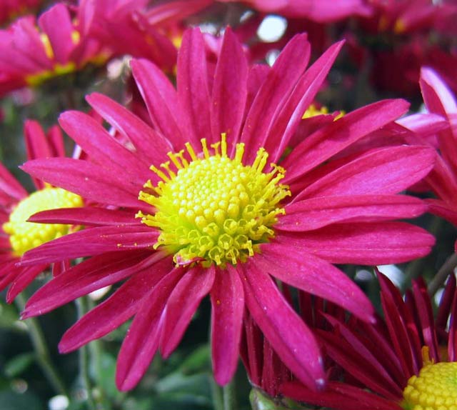 Chrysanthemum Aphrodite